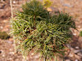 Pinus strobus Green Twist IMG_5040 (VALENTA) Sosna wejmutka